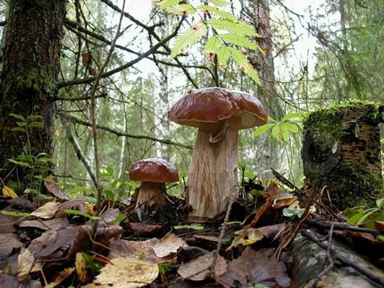 Дождя больше грибов. Грибы после дождя. Грибы под дождем. Грибной дождик. Грибы под дождём в лесу.