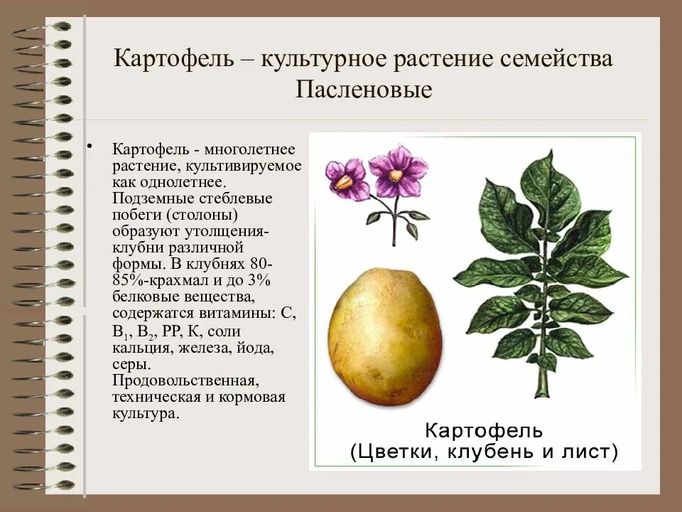 Род паслен класс двудольные семейство пасленовые. Семейство Пасленовые картофель. Двудольные растения картофель. Двудольные растения семейство Пасленовые. Картофель культурное растение.