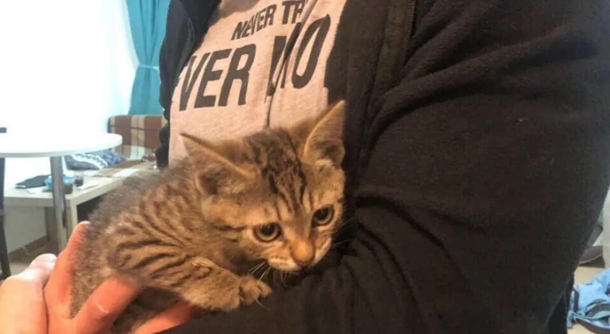 Украден котенок