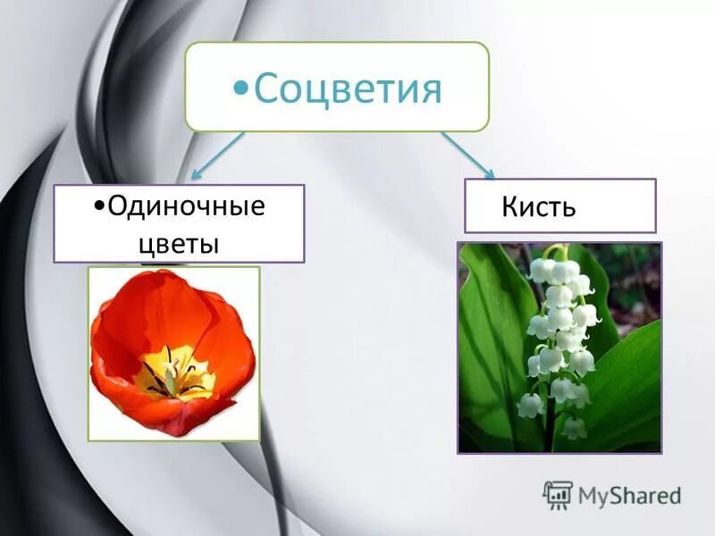 одиночное соцветие. цветы таблица. соцветие цветка лилейных. строение цветка и типы соцветий. цветы одиночные.
