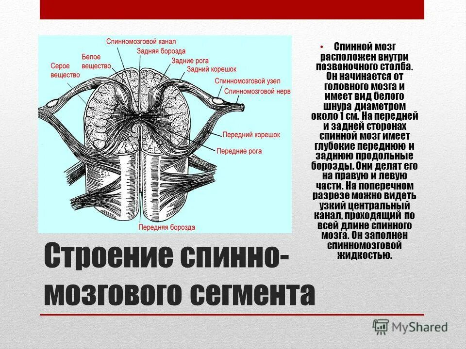 Клетки головного и спинного мозга. Клетки головного и спинного мозга