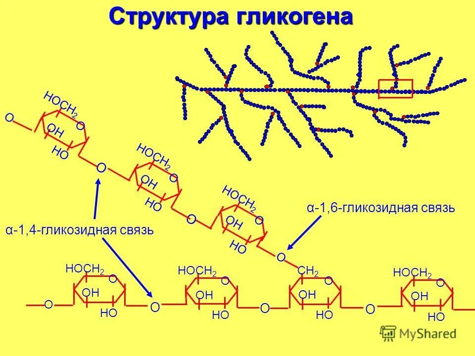 Изменение содержания гликогена. Строение гликогена биохимия. Химическая структура гликогена. Гликоген строение.