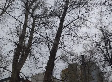 В школьном саду учащиеся обрезали сухие ветки