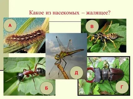 Примеры насекомых 2 класс окружающий мир