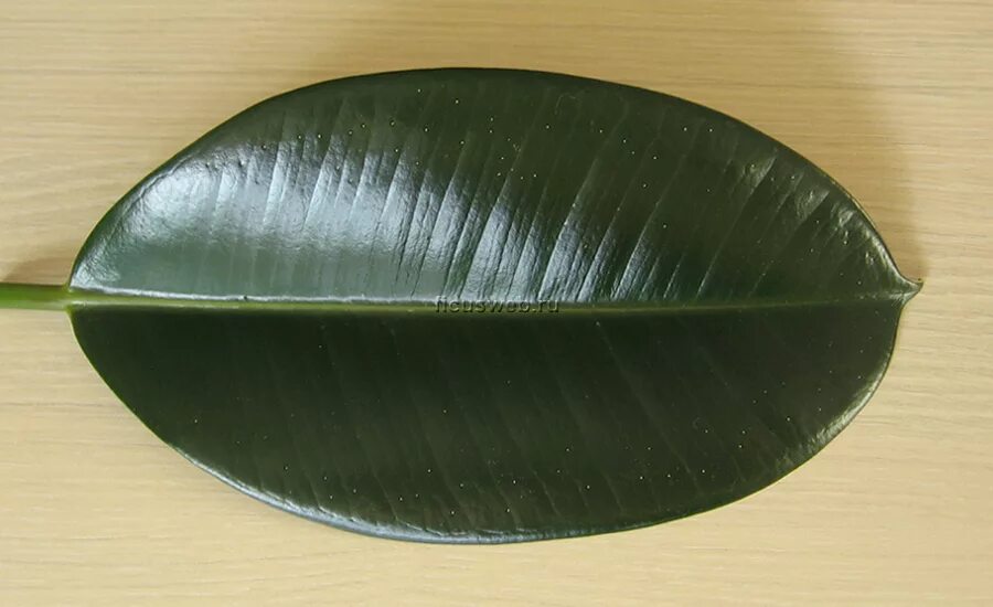 Лепесток трафарет. Зеленые листочки. Лист овал. Зеленые листочки. Лист овал.