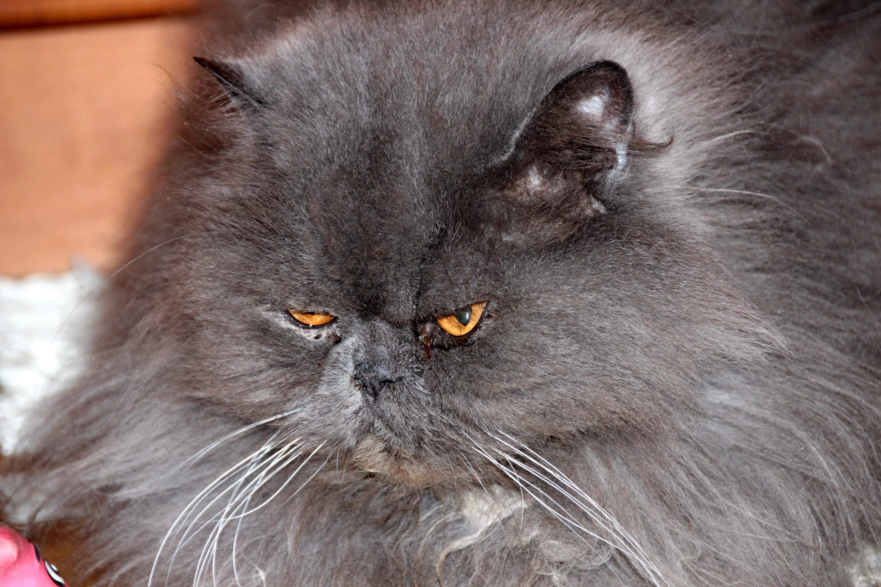 Сколько живут пушистые. Персидская длинношерстная шиншилла. Персидский кот дымчатый. Персидские котята. Персидский кот серый.