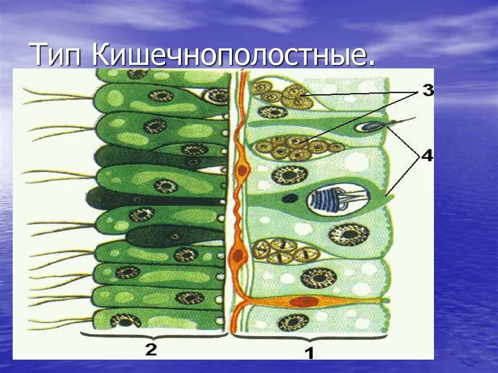 Тип Кишечнополостные. Эволюция органов пищеварения кишечнополостных. Клетки кишечнополостных. Типы клеток кишечнополостных. Группы организмов кишечнополостные