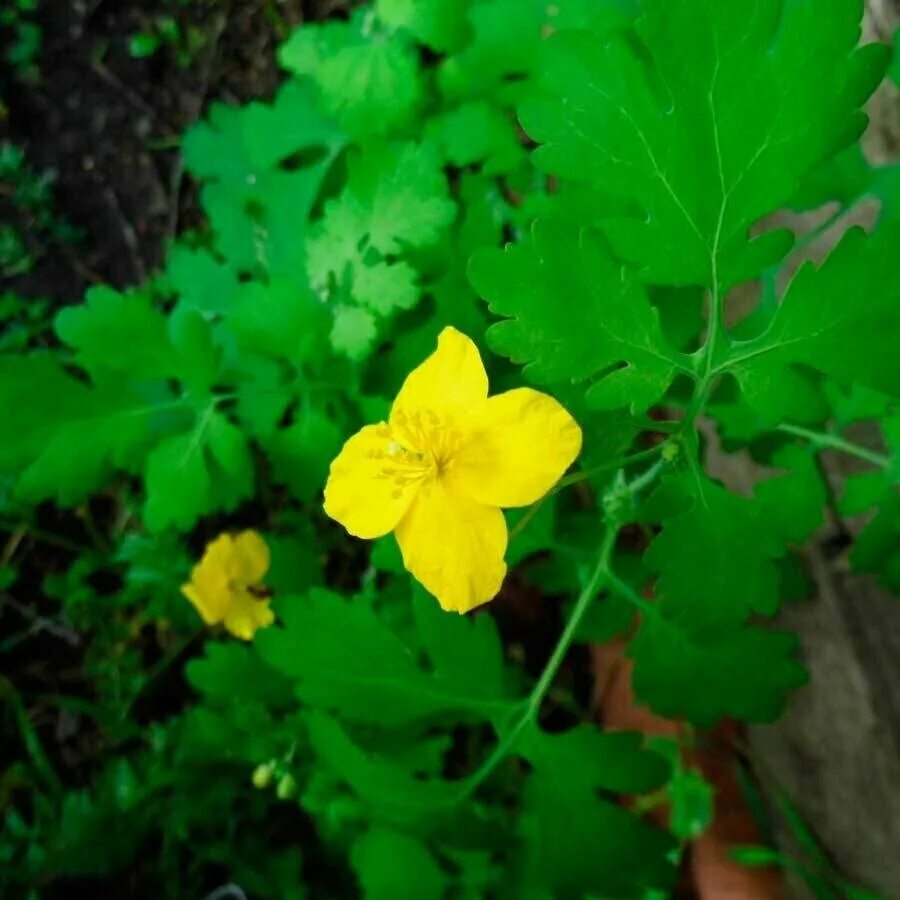 Чистотел Chelidonium majus. Чистотел большой (Chelidonium majus l.). Chelidonium majus гербарий. Чистотел ГФ. Трава чистотел отзывы