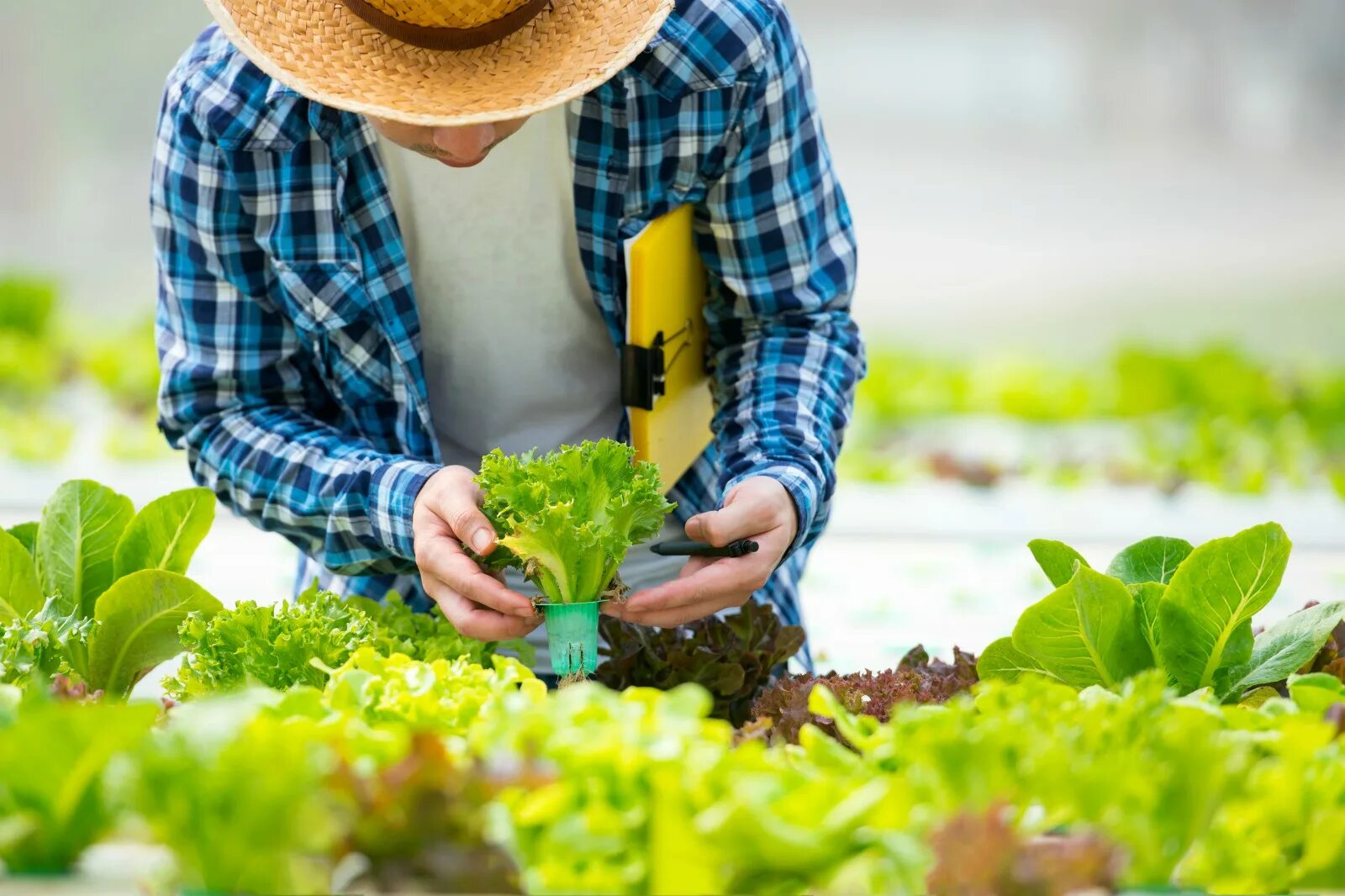 Farmer vegetables