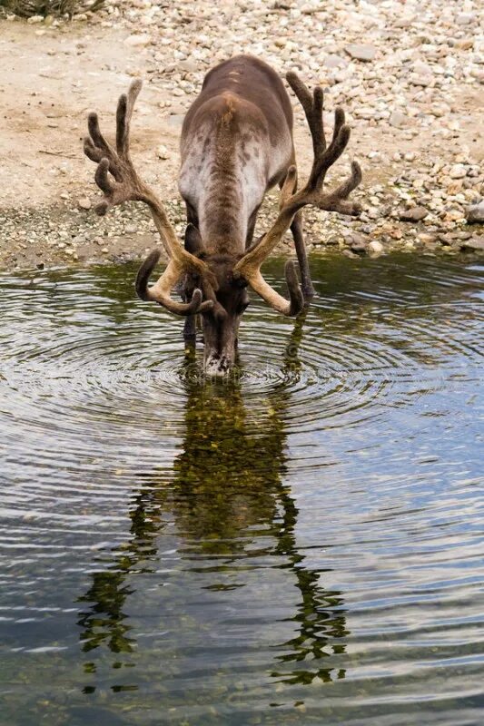 Лось пил воду. Олень в воде. Пьющий олень. Олень пьет воду. Олень возле воды.