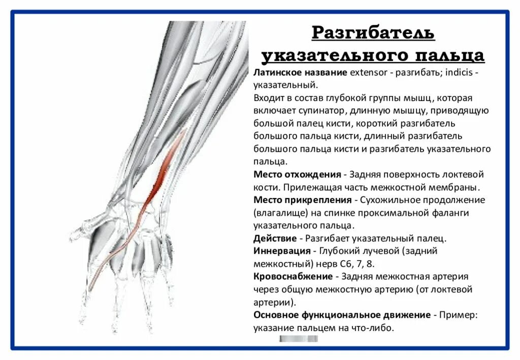Борозды сухожилий
