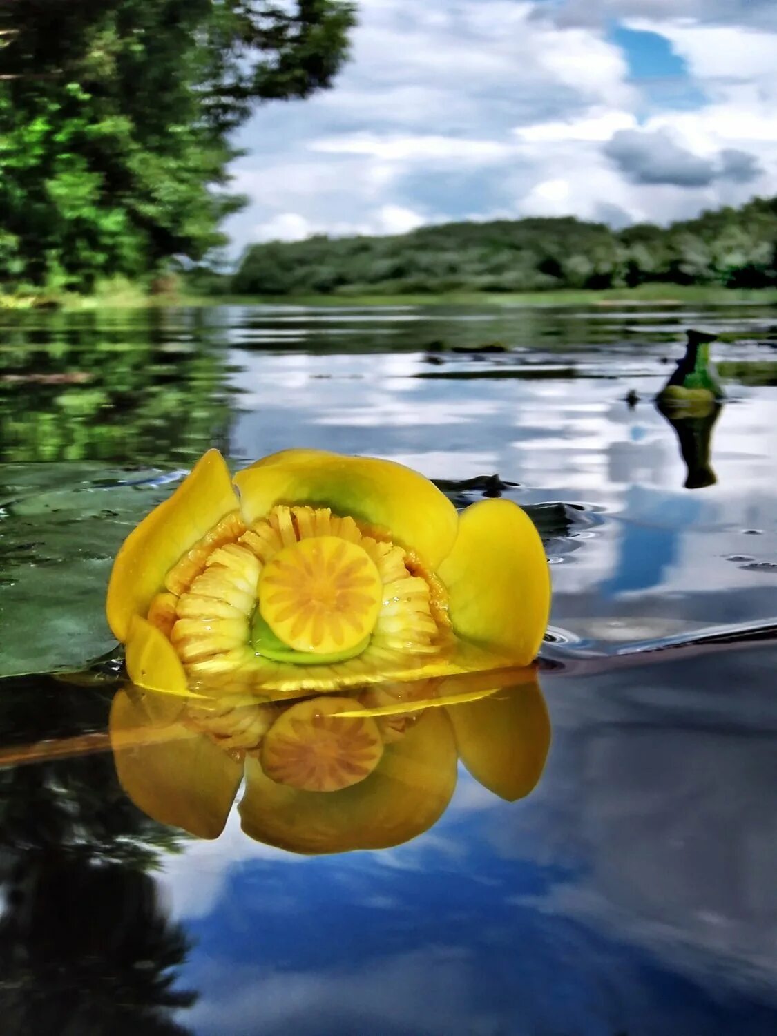 Кубышка желтая (Nuphar lutea). Кувшинка кубышка. Кубышка желтая водяная Лилия. Кубышка желтая Лилия. Желтая кувшинка на воде