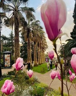 Тюльпаны адлер