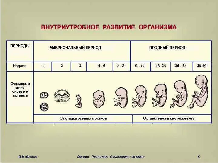 Схема периодов внутриутробного развития плода. Стадии внутриутробного развития схема. Cроки эмбрионального (зародышевого) периода развития плода:. Периодизация эмбрионального развития. Начальный период развития человека