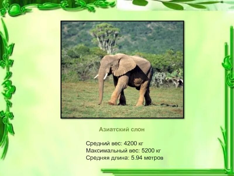 Азиатский слон весит 2700. Средний вес слона. Сколько весит слон. Сообщение о азиатском слоне.