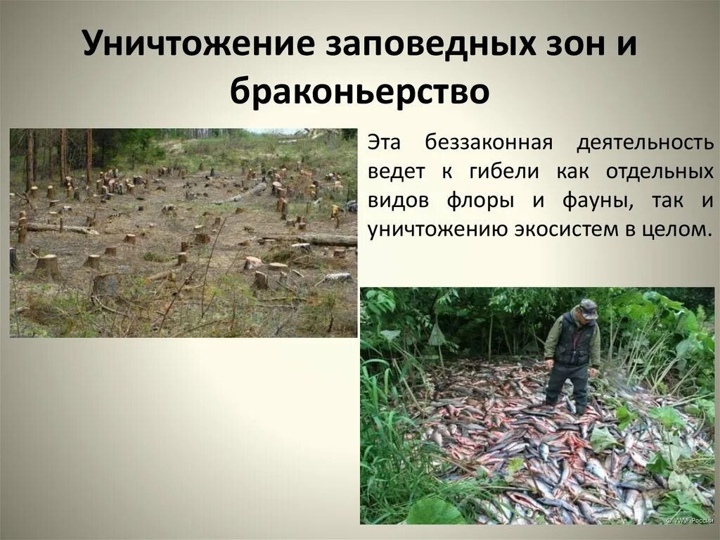 Решение браконьерства