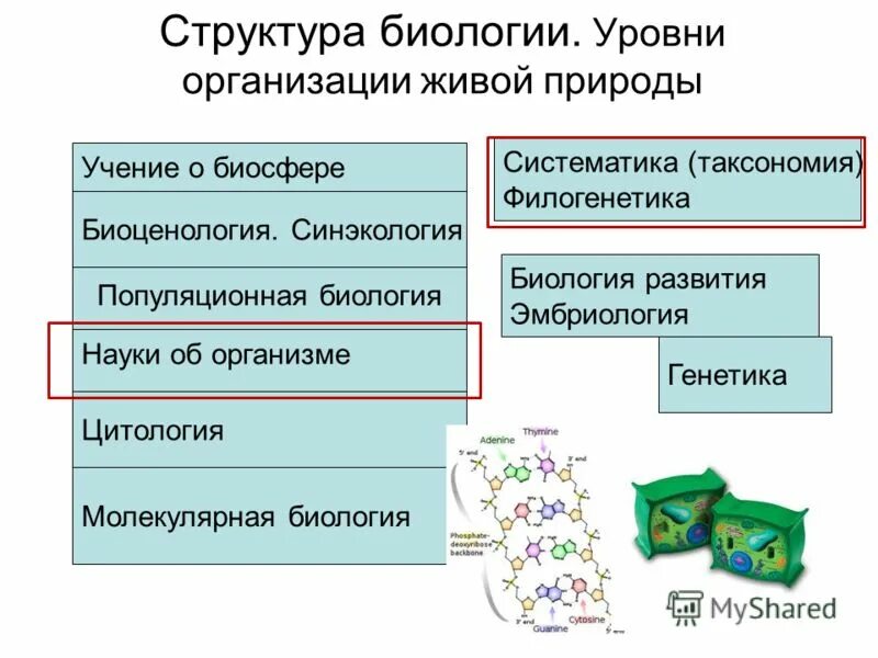 Уровни структурной организации живой природы. Уровни организации биологических систем схема егэ. Структура науки биологии. Принципы организации биологических систем таблица с примерами. Биологические структуры живых систем.