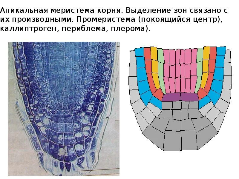 Зона нарастания. Апикальная меристема. Верхушечная апикальная меристема. Строение апикальной меристемы корня. Дерматоген периблема Плерома.