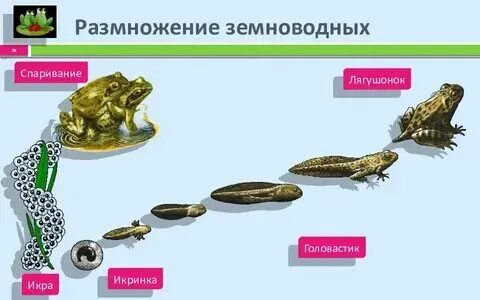 Размножение и развитие земноводных и пресмыкающихся