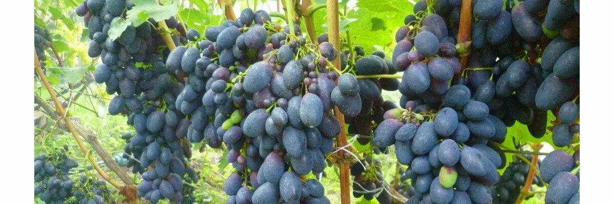 Виноград яся описание сорта. Сорт винограда яся. виноград яся фото.