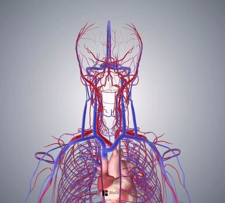 Кровеносная система. Анатомия сосудов. Кровеносные сосуды анатомия.