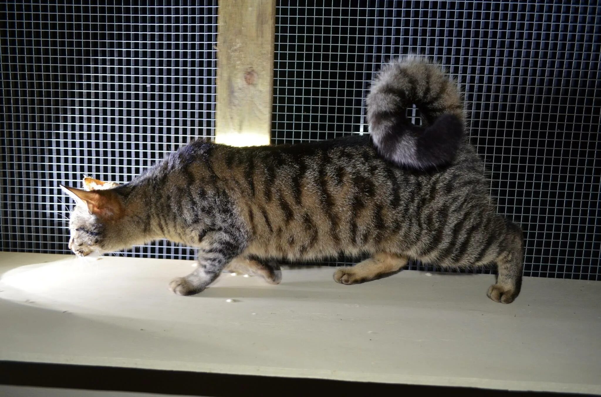 американский длинношерстный рингтейл. рингтейл кольцехвостая кошка. кошка хвост кольцом. американский рингтейл порода кошек. американский рингтейл порода кошек.