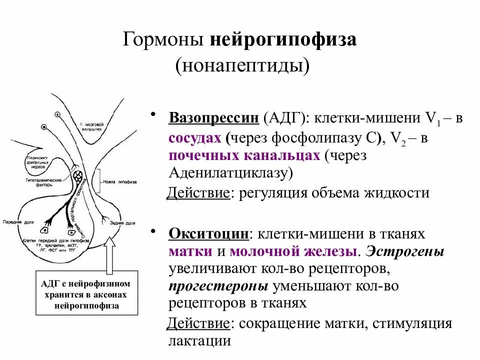 Антидиуретический гормон гипофиза. Регуляция секреции нейрогипофиза. Схема действия вазопрессина. Вазопрессин физиологические функции. Гормон вазопрессин орган мишень.