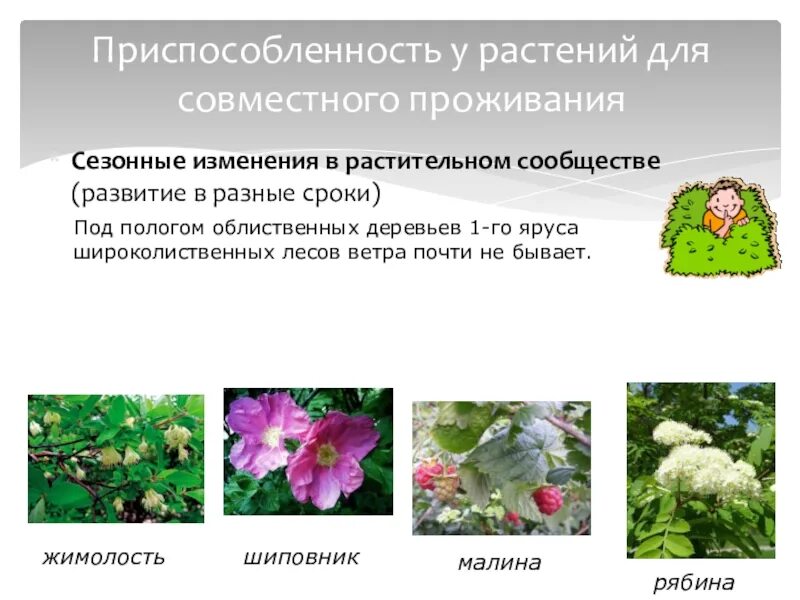 Растительные сообщества 5 класс биология. Сезонные изменения в растительном сообществе. Сезонные изменения растений. Взаимосвязи в растительном сообществе. Растительное сообщество растений.