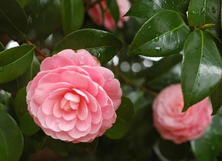 Камелия Yuletide camellia, Flowers, Garden