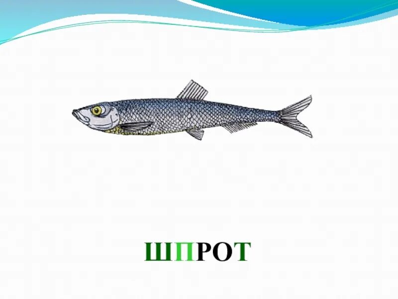 Как выглядит шпрота