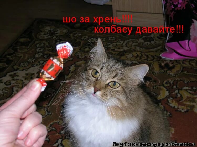 дай колбасу. котоматрица кот и яблоки. барс рыжий рыжий. дайте колбасы. дайте колбасы.
