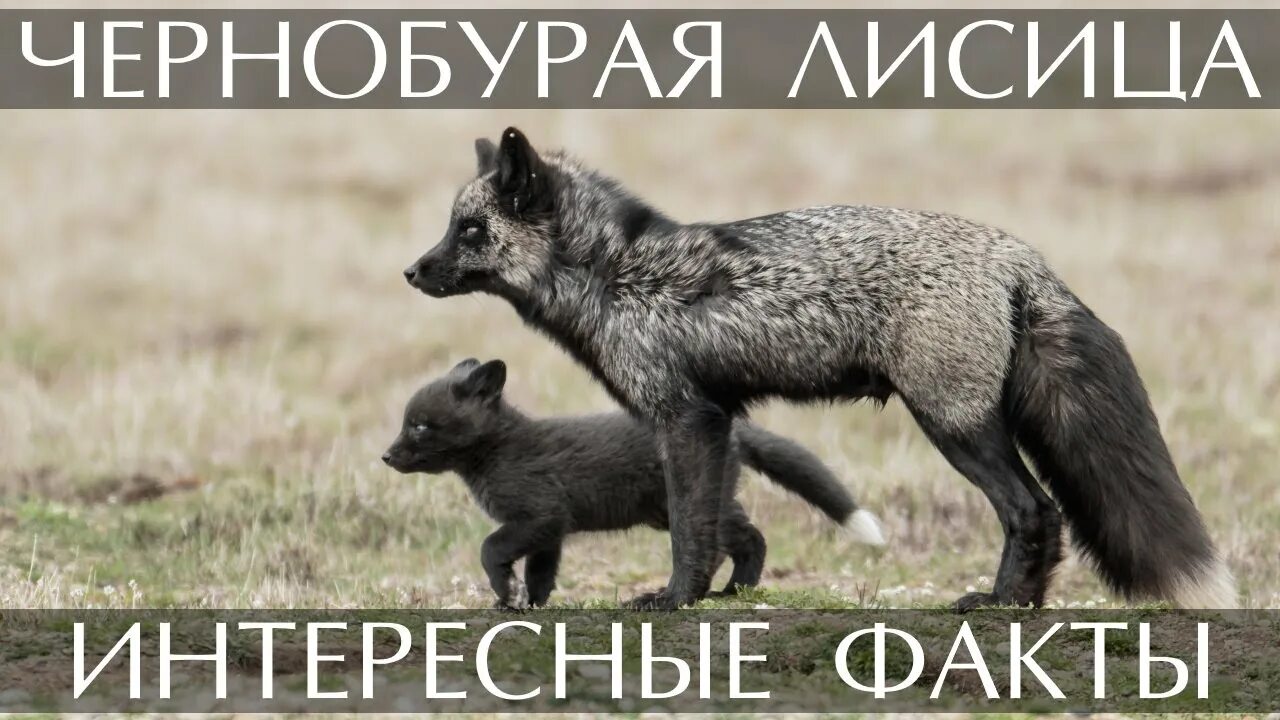 Редкие по красоте черные лисы Fox pictures, Rare animals, Pet fox