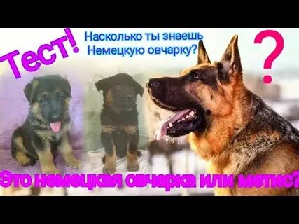 Ты не знаешь немецкий
