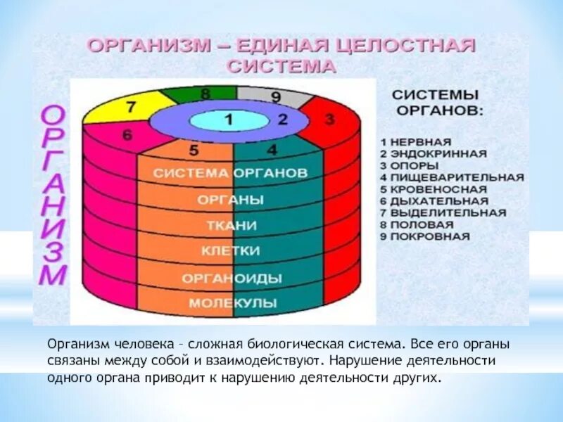 Деятельность человека как целостная система. Организм человека как биологическая система. организм как единая биологическая система. организм человека как единая целостная система. схема организм биологическая система.