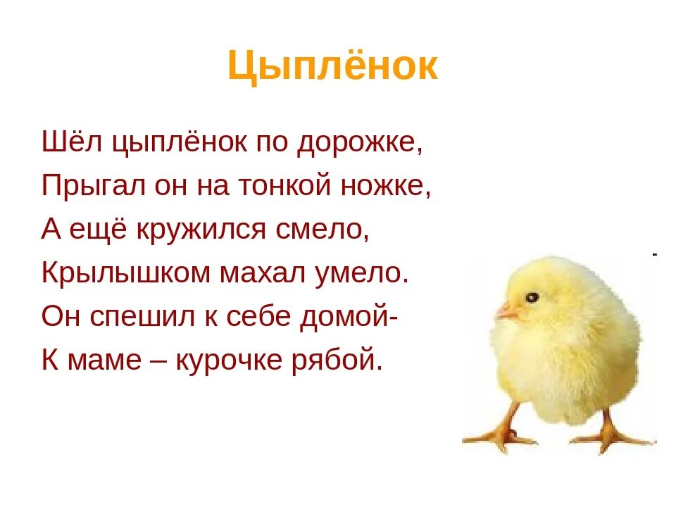 Песни у нас живет цыпленок. Стих про цыпленка для детей. Стих про цыпленка для детей 3-4. Стихи про цыплят для детей короткие. Стихи про цыпленка для детей 3-4 лет.