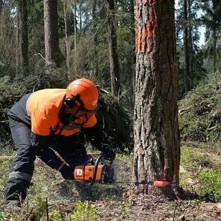 Требуется работа в лесу