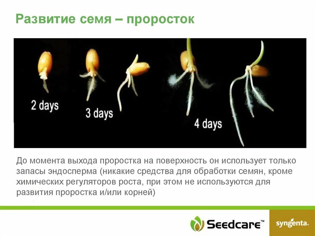 Влияние какого развития проростков иллюстрирует данный опыт. Строение проростка тыквы. Корешок редиса и проросток пшеницы. Формирование проростка. Проросток пшеницы строение.