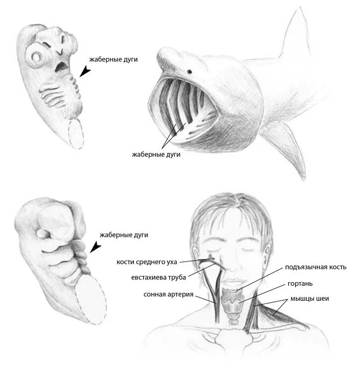 Патология жабер у человека. Жаберные дуги эмбриона человека. Жаберные карманы эмбриона. Жаберные карманы жаберные щели жаберные дуги. Жаберные дуги рыб.