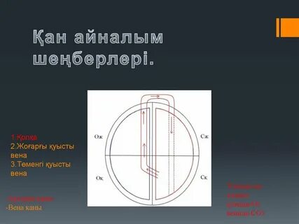 Қан айналым шеңбері