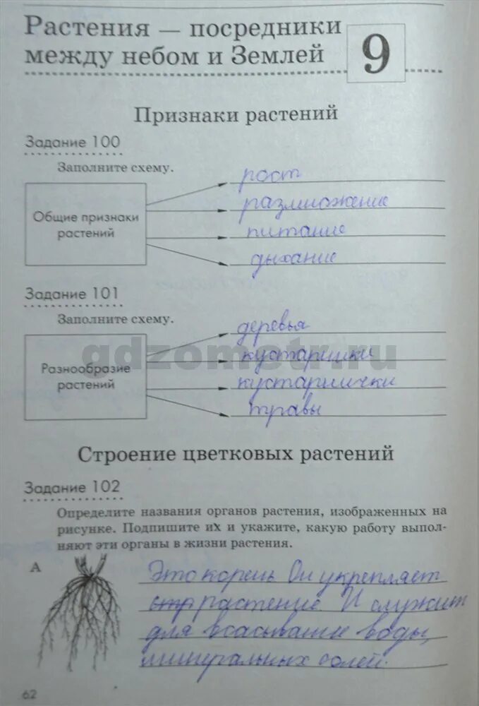 Биология 5 класс рабочая тетрадь стр 76. Биология 5 класс рабочая тетрадь. Биология 5 класс рабочая тетрадь страница 62. Рабочая тетрадь по биологии 5 класс ответы. Рабочая тетрадь по биологии 5 класс фото.