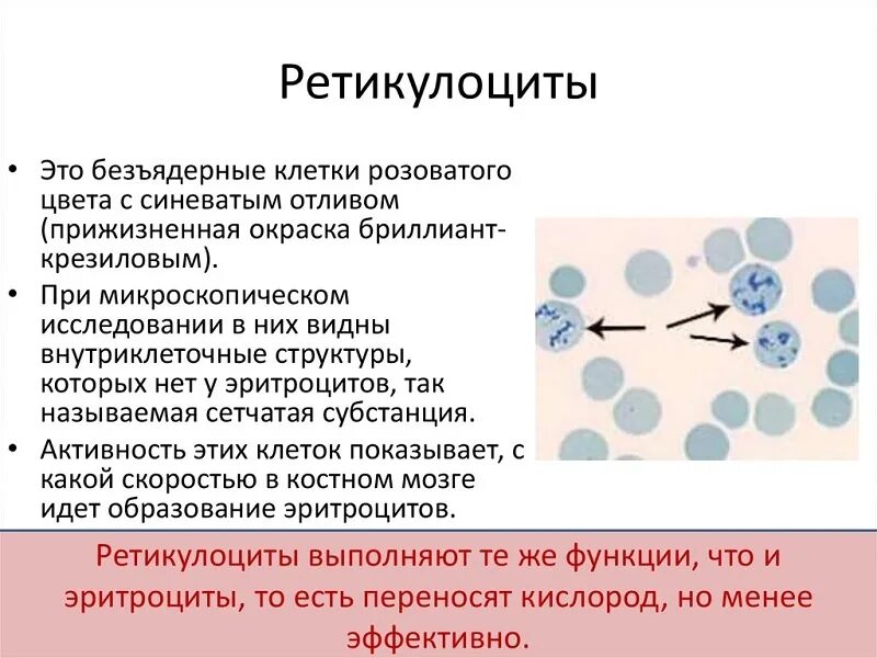 Абсолютные ретикулоциты повышены. Ретикулоциты 1.9. Норма ретикулоцитов в периферической крови. Продолжительность жизни ретикулоцитов в крови. Ретикулоциты клетки.