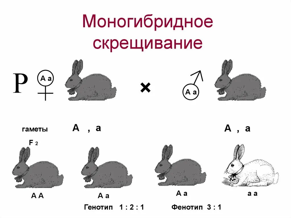 Генетика моногибридное скрещивание. Моногибридное скрещивание это скрещивание. Схема скрещивания кроликов. Моногибридное скрещивание кроликов.