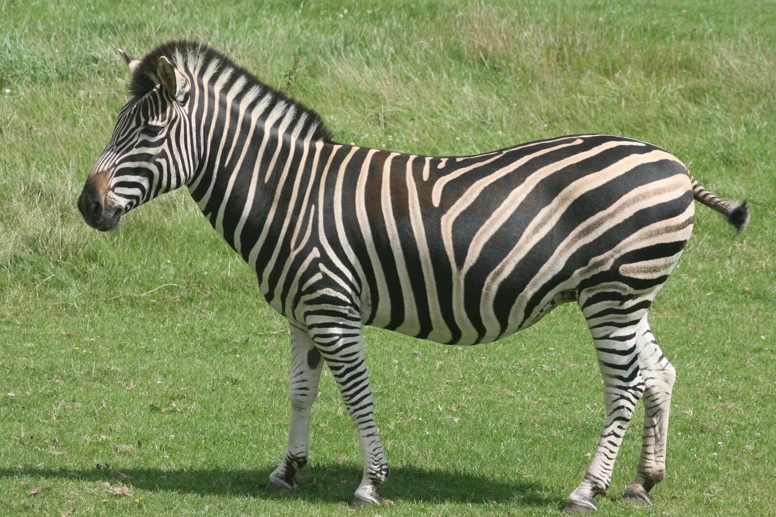 Zebra lanes