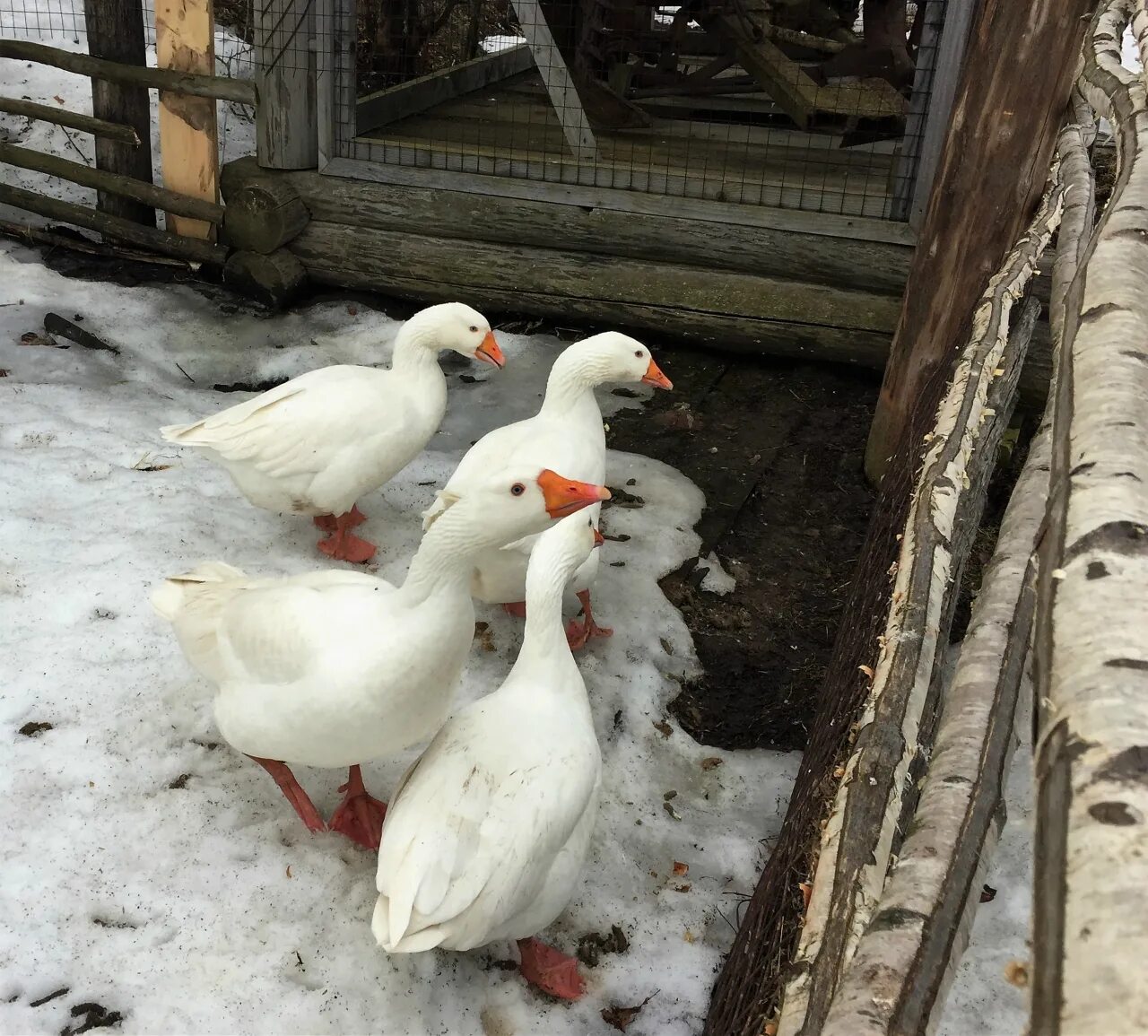 Можно ли гусей. Кормление гусей зимой. Гусь в клетке. Можно ли гусей. Гуси летят.