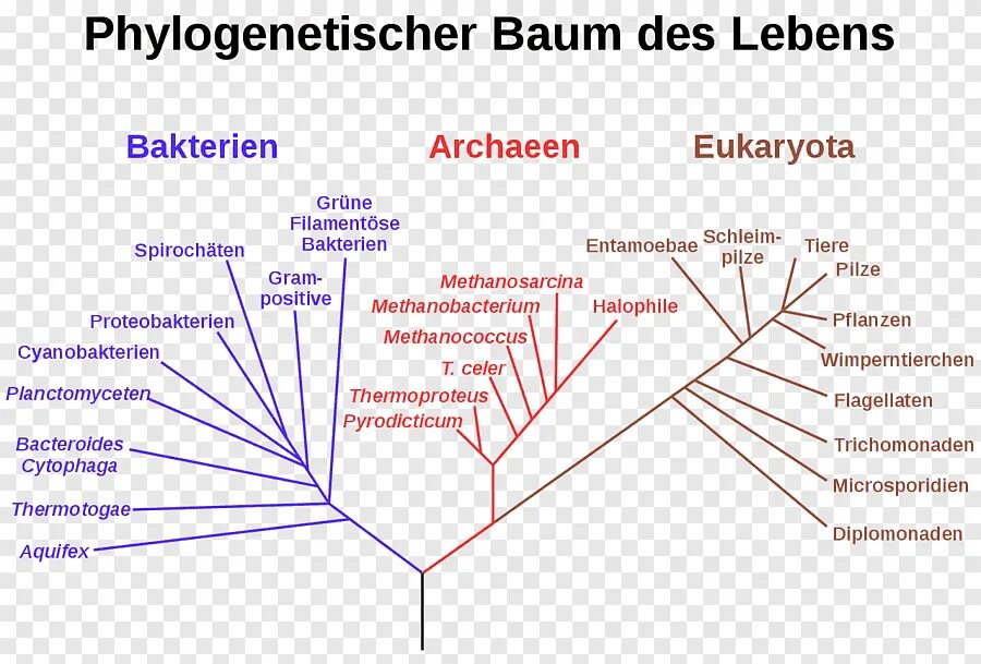 Домен организмов. Филогенетическое Древо растений. Филогенетическое Древо эукариот. Филогенетическое Древо диаграмма. Филогенетическое дерево бактерий.