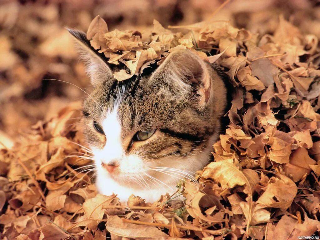 Кот листик. Кот в листьях осенью. котик в листьях. смешной котик в осенних листьях. кот в листве осень.