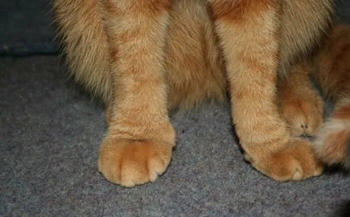 Кот не наступает на заднюю. Лапа кошки. ножки кота.