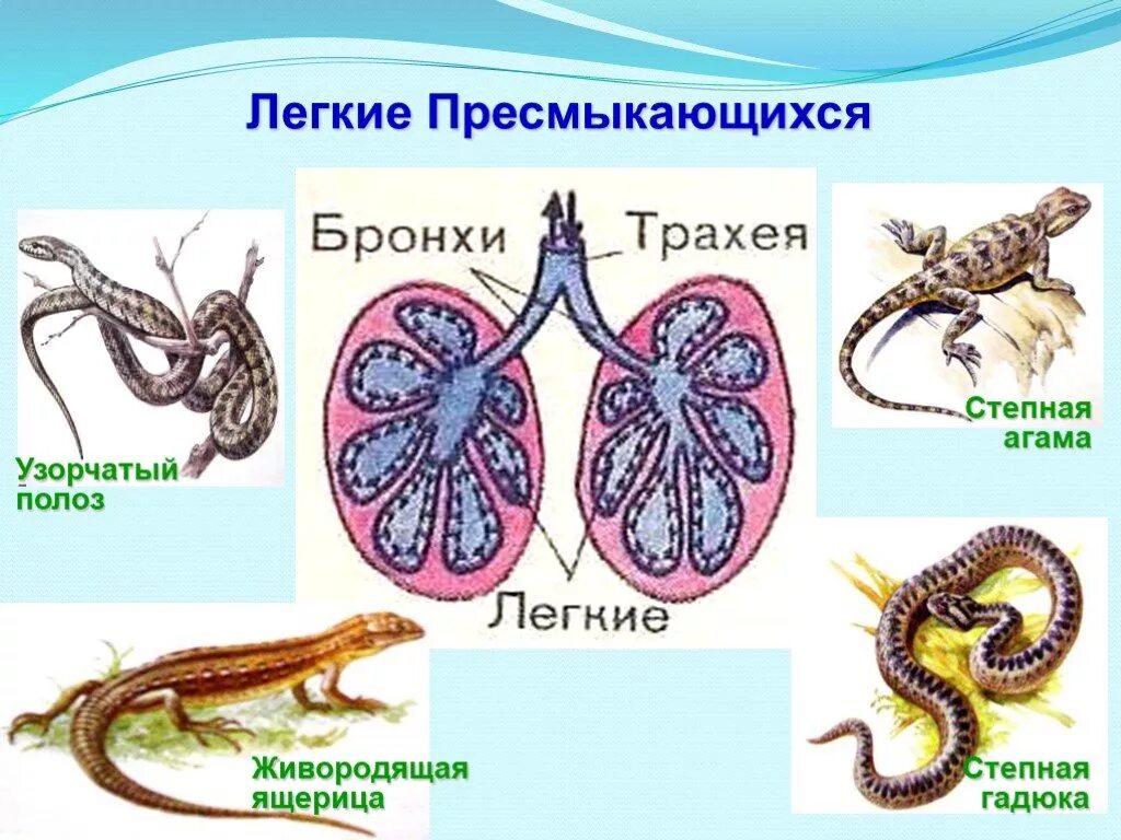 Дыхательная система рептилий схема. Строение легких пресмыкающихся. Строение дыхательной системы ящерицы. Строение легких рептилий. Ячеистые легкие особенности