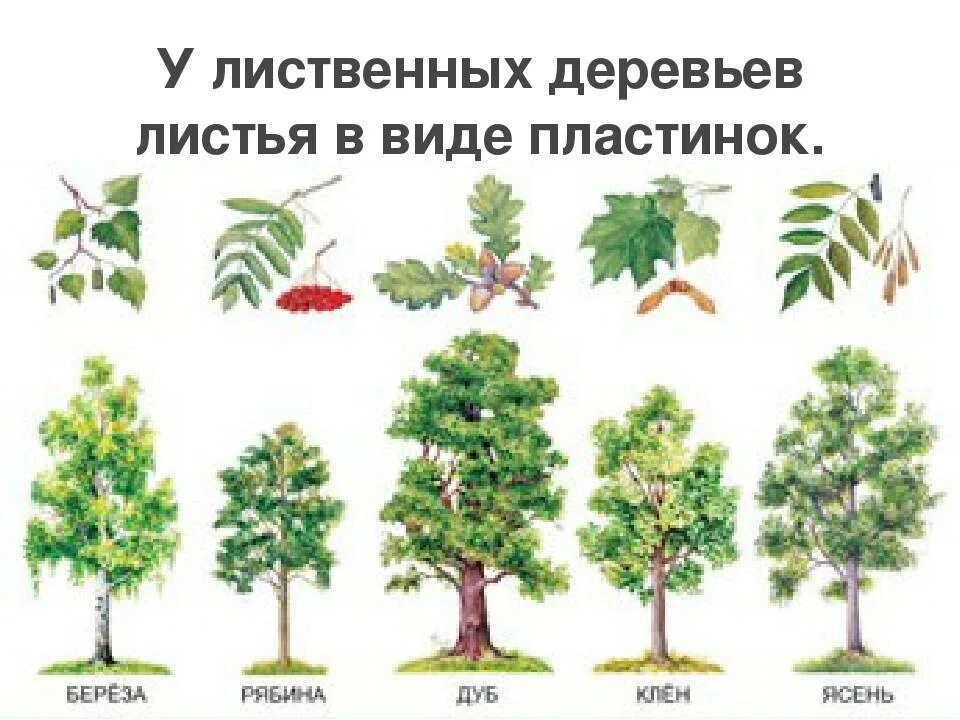 Какое дерево называют ответ