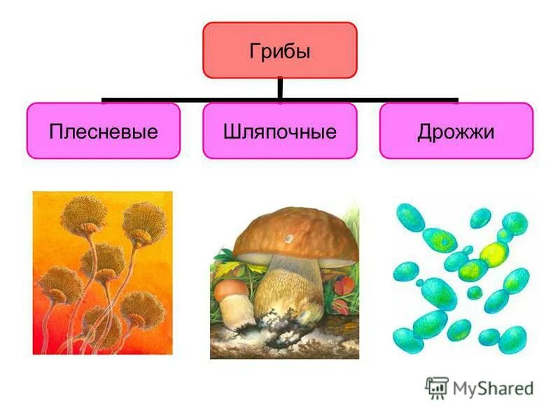 Грибы растения бактерии что лишнее и почему. Клетки организмов всех Царств живой природы. Царство живой природы бактерии представители. Многоклеточные растения грибы животные. Царство живых организмов из одной клетки.